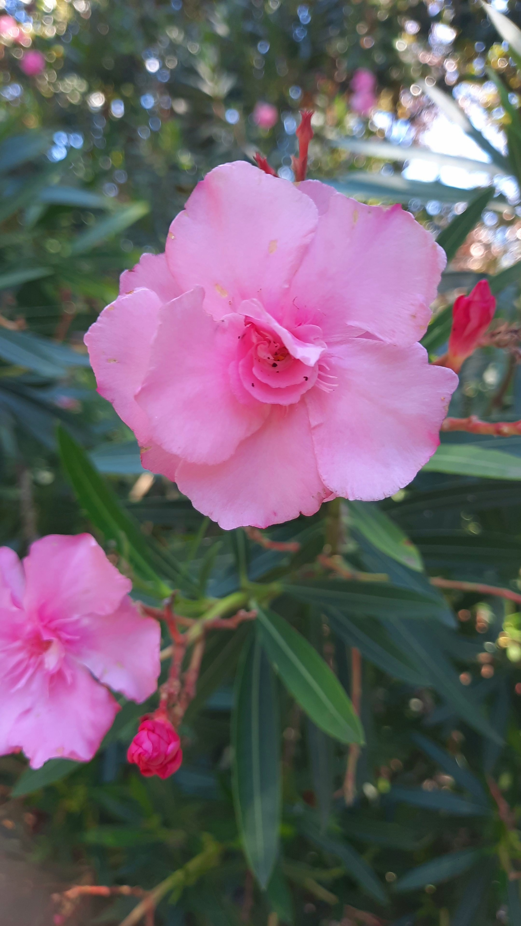 Oleander - My, Flowers, Arboretum, Plants, The photo