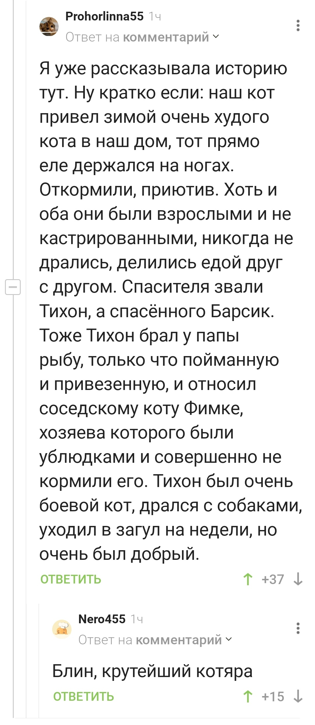 Какой же шикарный кот Тихон! - Кот, Забота, Комментарии на Пикабу, Длиннопост, Скриншот