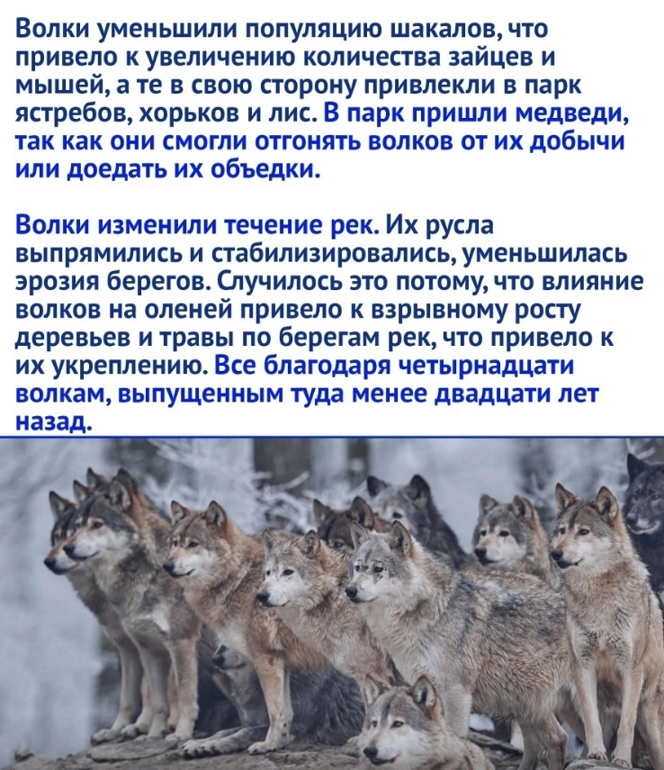 Wolves changed the ecosystem - Wolf, Animals, Nature, Picture with text, Longpost, Yellowstone Park, USA, Ecosystem, Repeat