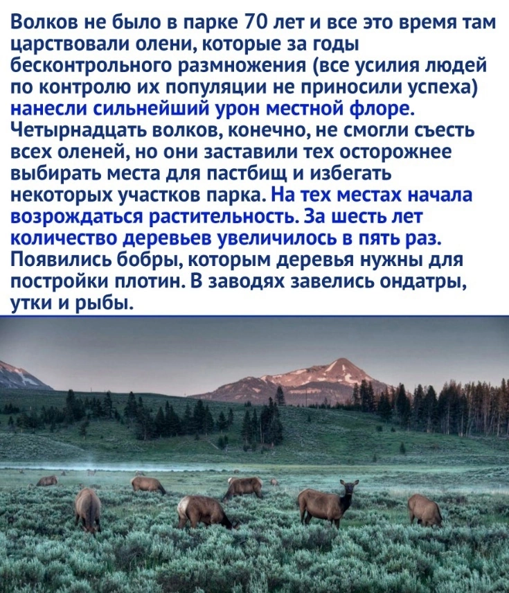 Wolves changed the ecosystem - Wolf, Animals, Nature, Picture with text, Longpost, Yellowstone Park, USA, Ecosystem, Repeat