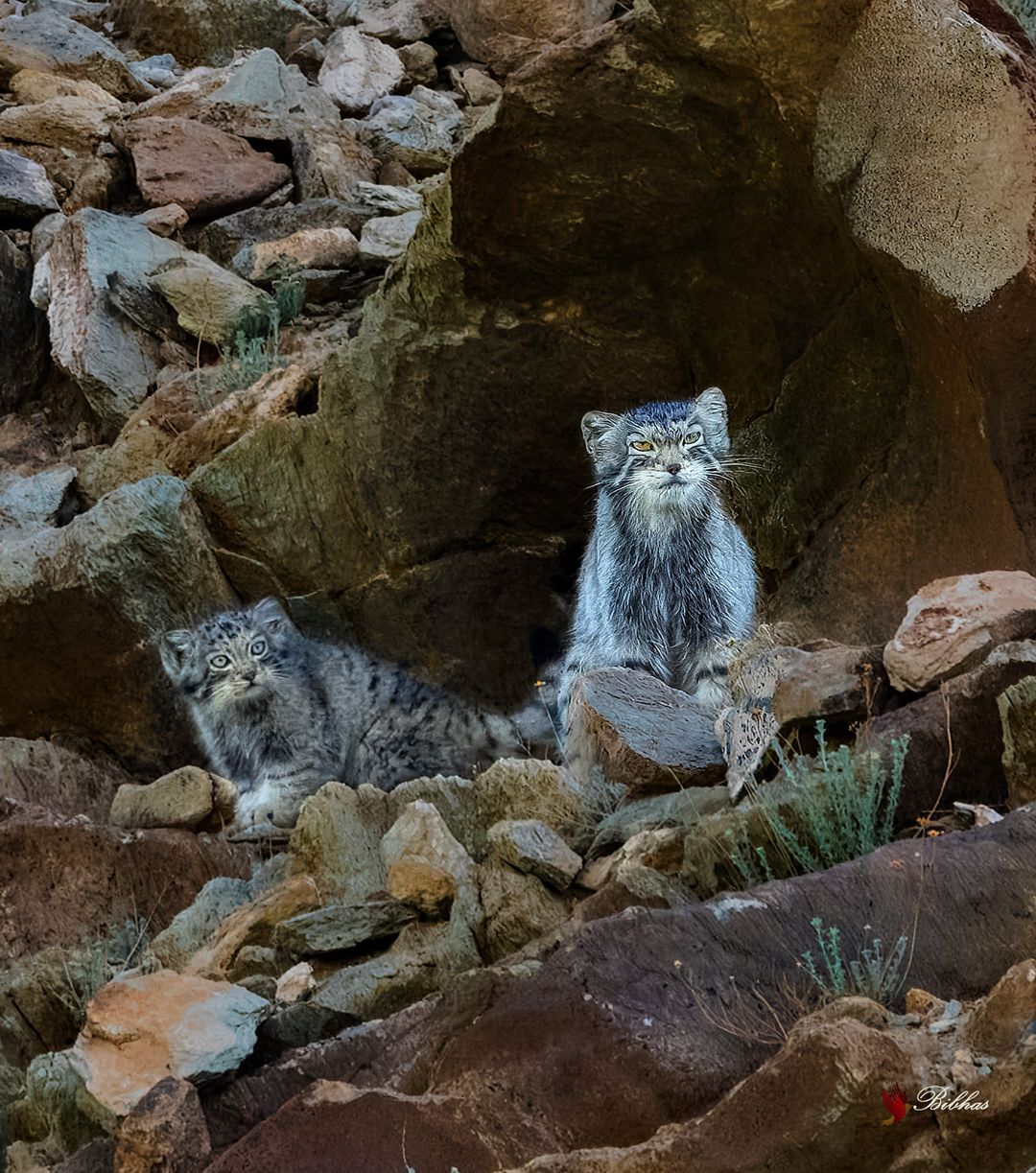 Alert and careful - Pallas' cat, Small cats, Cat family, Predatory animals, Wild animals, wildlife, Ladakh, India, The photo