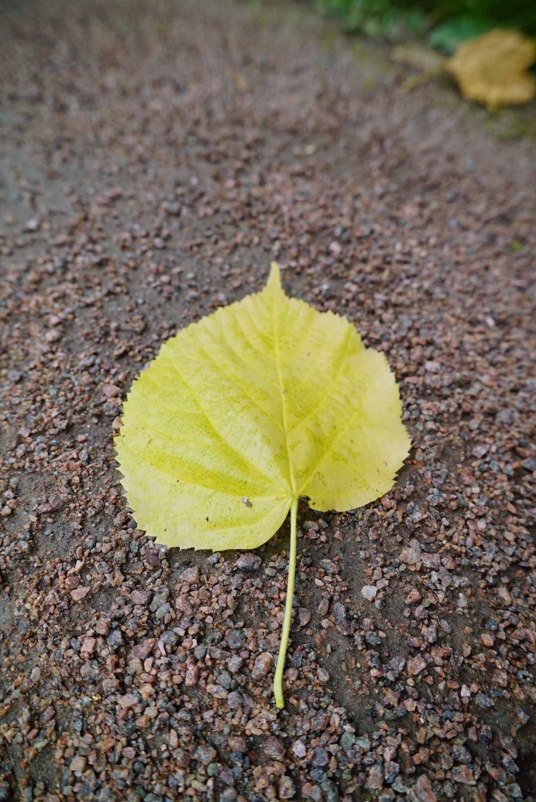 Peter - My, The photo, Nature, Saint Petersburg, Longpost