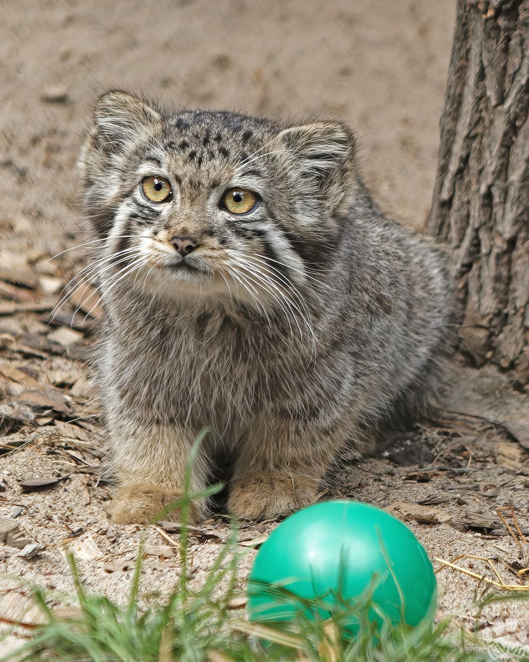 Play with me! - Wild animals, Predatory animals, Cat family, Pallas' cat, Small cats, Young, The photo, Zoo, Novosibirsk Zoo