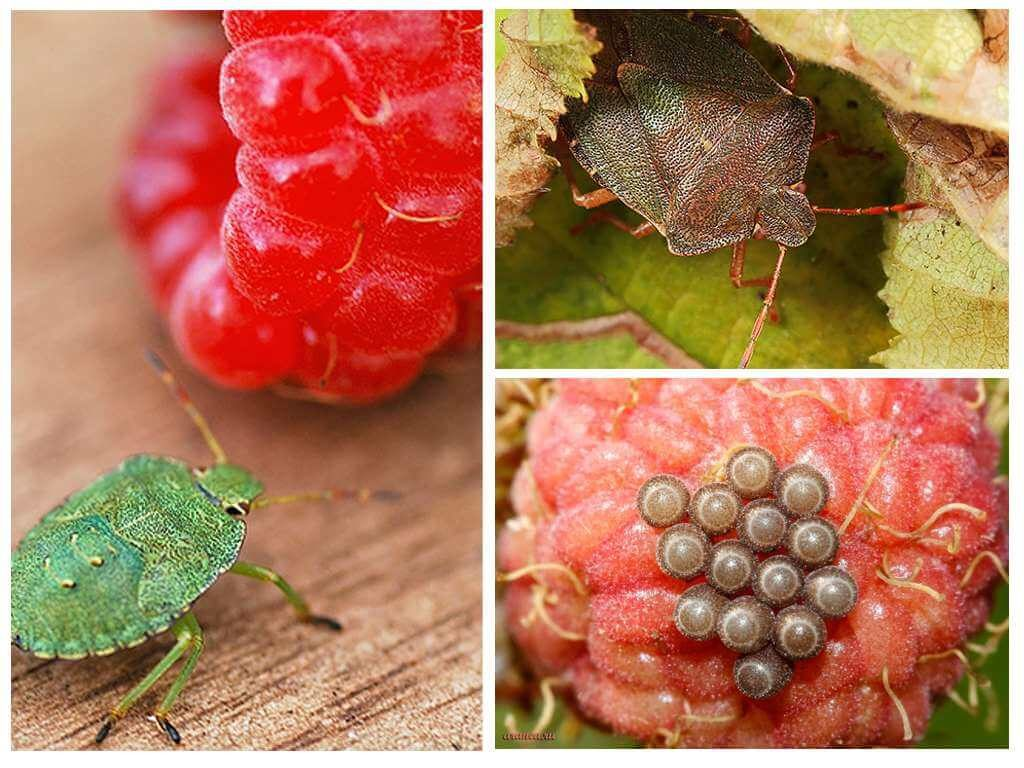 Stink bug: Chemical troops on raspberry bushes. Why does the green bug stink so much? - Bedbugs, Insects, Animals, Wild animals, Yandex Zen, Yandex Zen (link), Longpost, Arthropods, Shield, Green wood shield