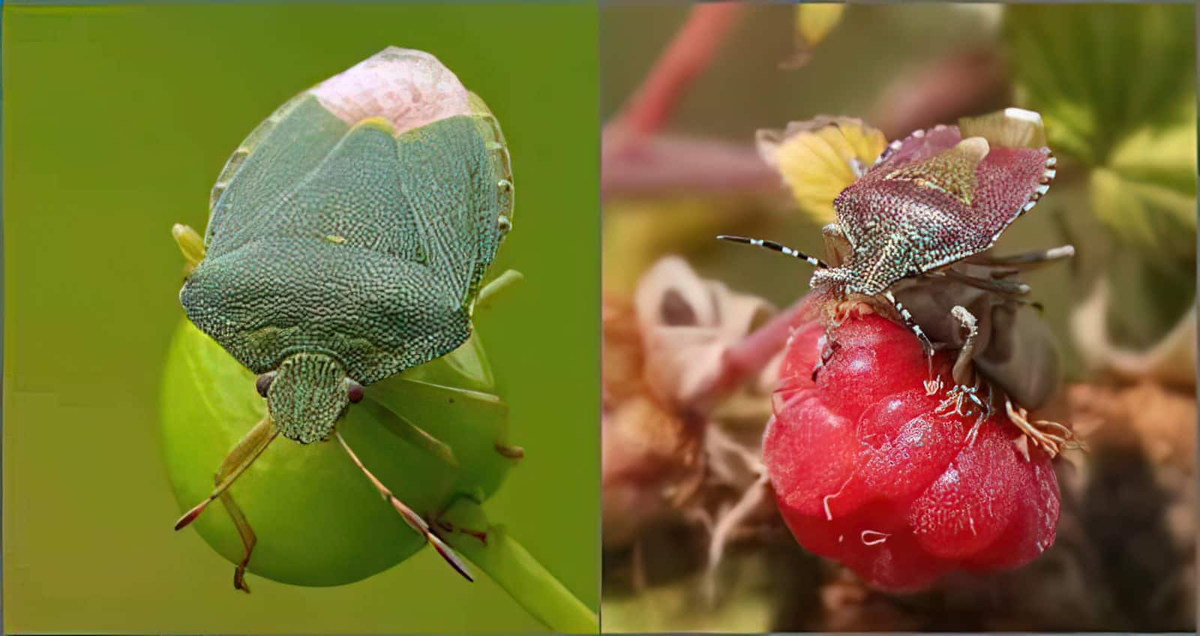 Stink bug: Chemical troops on raspberry bushes. Why does the green bug stink so much? - Bedbugs, Insects, Animals, Wild animals, Yandex Zen, Yandex Zen (link), Longpost, Arthropods, Shield, Green wood shield