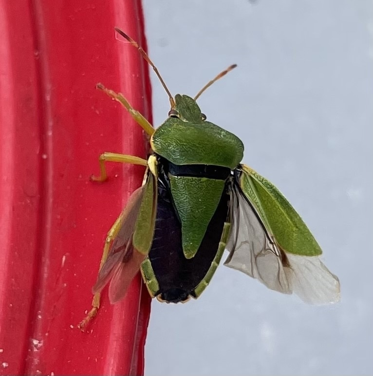 Stink bug: Chemical troops on raspberry bushes. Why does the green bug stink so much? - Bedbugs, Insects, Animals, Wild animals, Yandex Zen, Yandex Zen (link), Longpost, Arthropods, Shield, Green wood shield