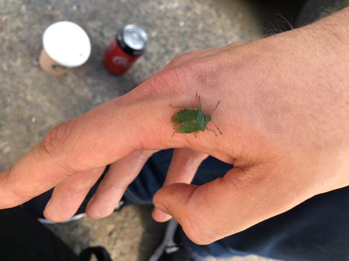 Stink bug: Chemical troops on raspberry bushes. Why does the green bug stink so much? - Bedbugs, Insects, Animals, Wild animals, Yandex Zen, Yandex Zen (link), Longpost, Arthropods, Shield, Green wood shield