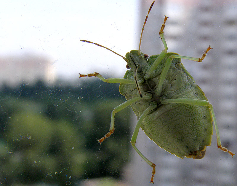 Stink bug: Chemical troops on raspberry bushes. Why does the green bug stink so much? - Bedbugs, Insects, Animals, Wild animals, Yandex Zen, Yandex Zen (link), Longpost, Arthropods, Shield, Green wood shield