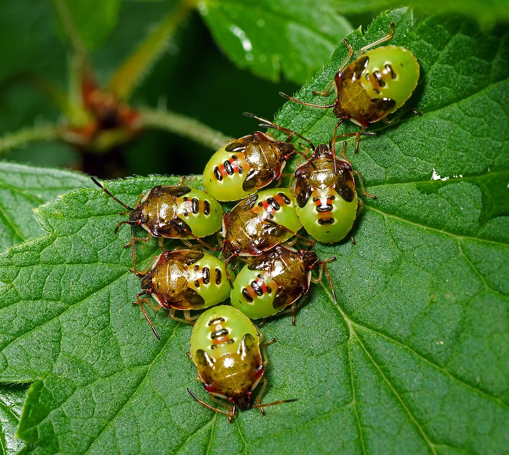 Stink bug: Chemical troops on raspberry bushes. Why does the green bug stink so much? - Bedbugs, Insects, Animals, Wild animals, Yandex Zen, Yandex Zen (link), Longpost, Arthropods, Shield, Green wood shield