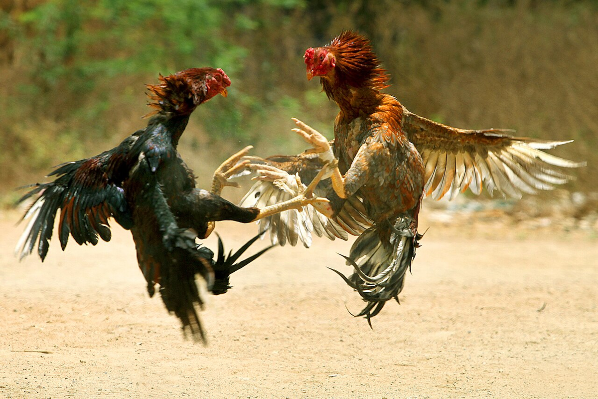 Asil: Fighting cocks from India. How have millennia of arena fighting changed this breed of chicken? - Rooster, India, Animals, Yandex Zen, Yandex Zen (link), Longpost, Birds, fighting cock