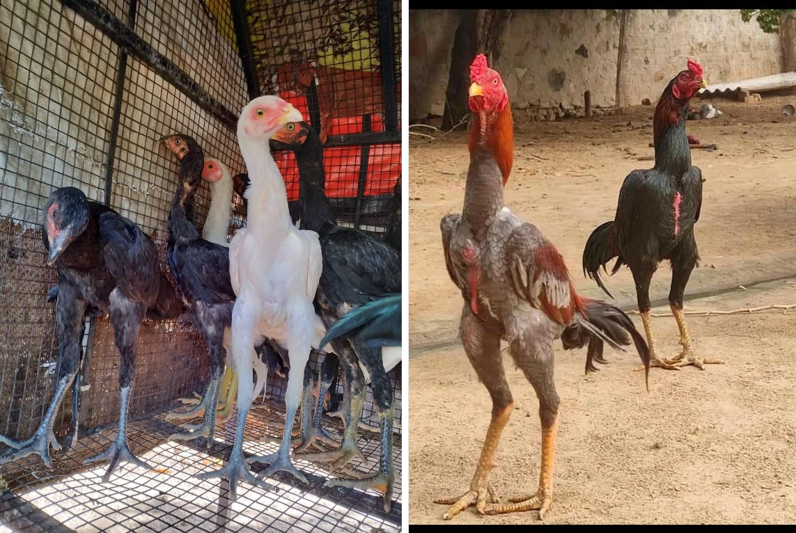 Asil: Fighting cocks from India. How have millennia of arena fighting changed this breed of chicken? - Rooster, India, Animals, Yandex Zen, Yandex Zen (link), Longpost, Birds, fighting cock