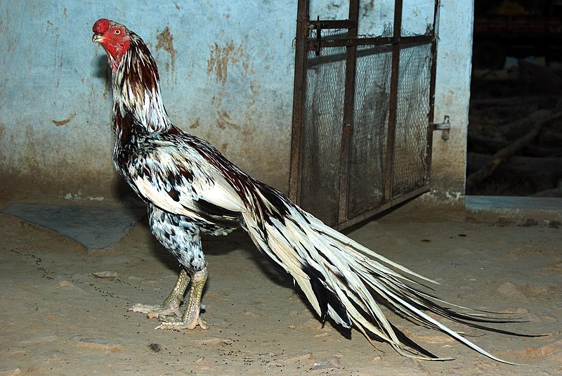 Asil: Fighting cocks from India. How have millennia of arena fighting changed this breed of chicken? - Rooster, India, Animals, Yandex Zen, Yandex Zen (link), Longpost, Birds, fighting cock