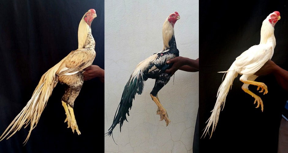 Asil: Fighting cocks from India. How have millennia of arena fighting changed this breed of chicken? - Rooster, India, Animals, Yandex Zen, Yandex Zen (link), Longpost, Birds, fighting cock