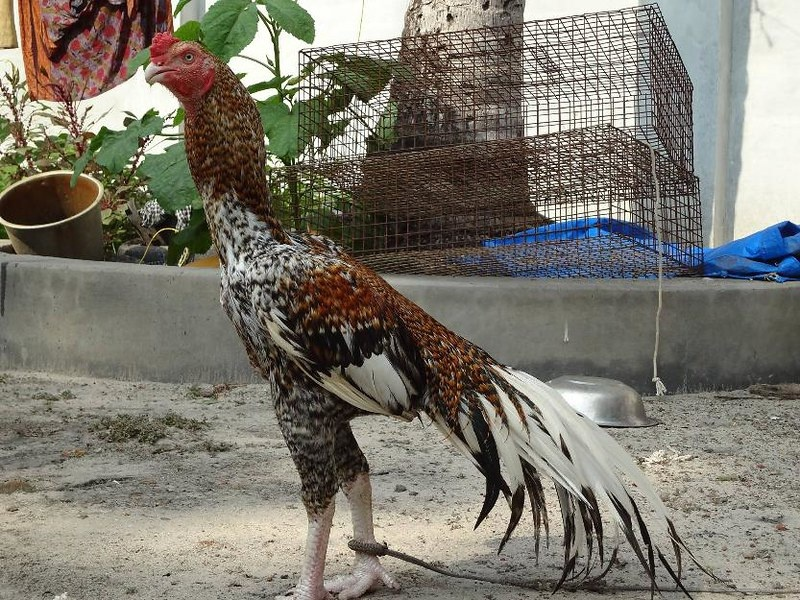 Asil: Fighting cocks from India. How have millennia of arena fighting changed this breed of chicken? - Rooster, India, Animals, Yandex Zen, Yandex Zen (link), Longpost, Birds, fighting cock