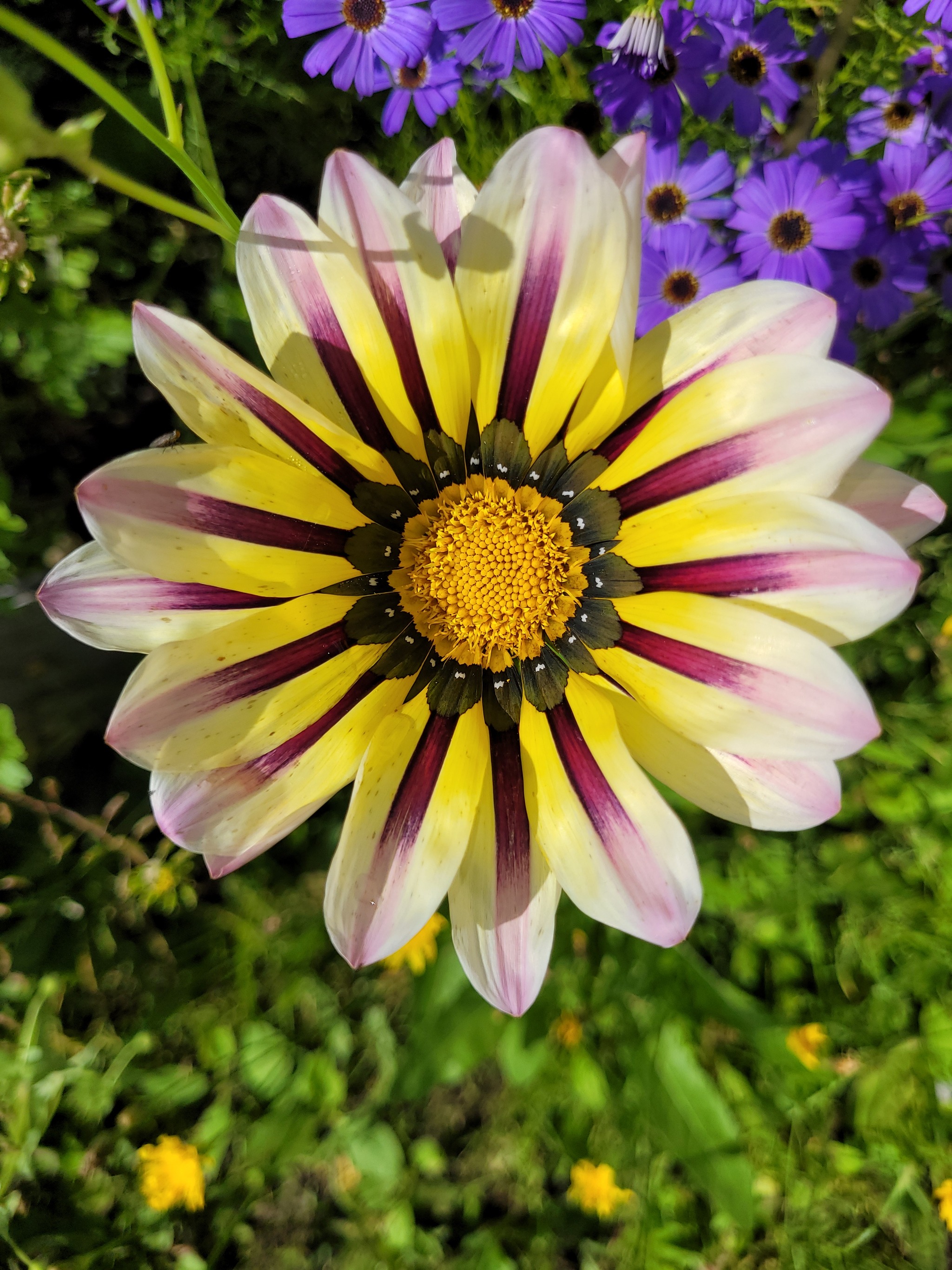 Gazania is beautiful - My, Flowers, Garden, The photo