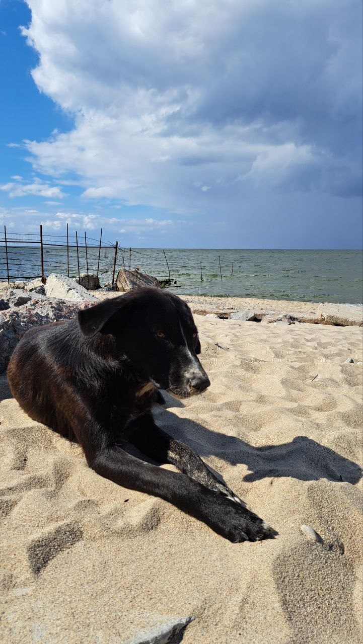 City beauties - My, Kaliningrad, Kaliningrad region, The photo, Dog, Street photography, Beach, Longpost