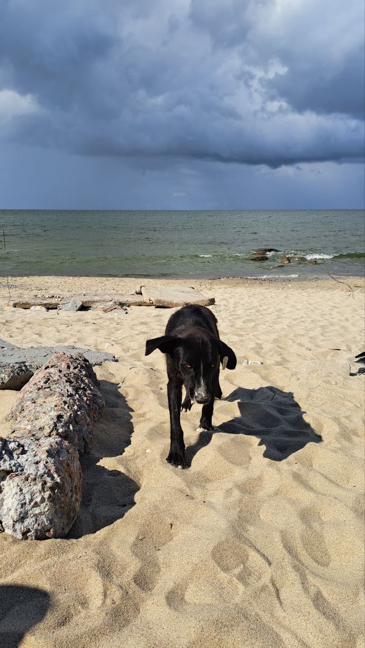 City beauties - My, Kaliningrad, Kaliningrad region, The photo, Dog, Street photography, Beach, Longpost