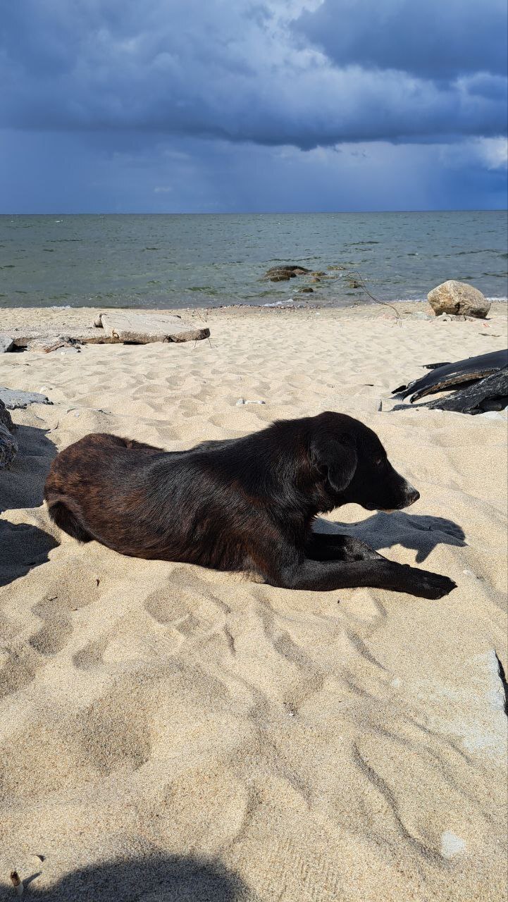 City beauties - My, Kaliningrad, Kaliningrad region, The photo, Dog, Street photography, Beach, Longpost