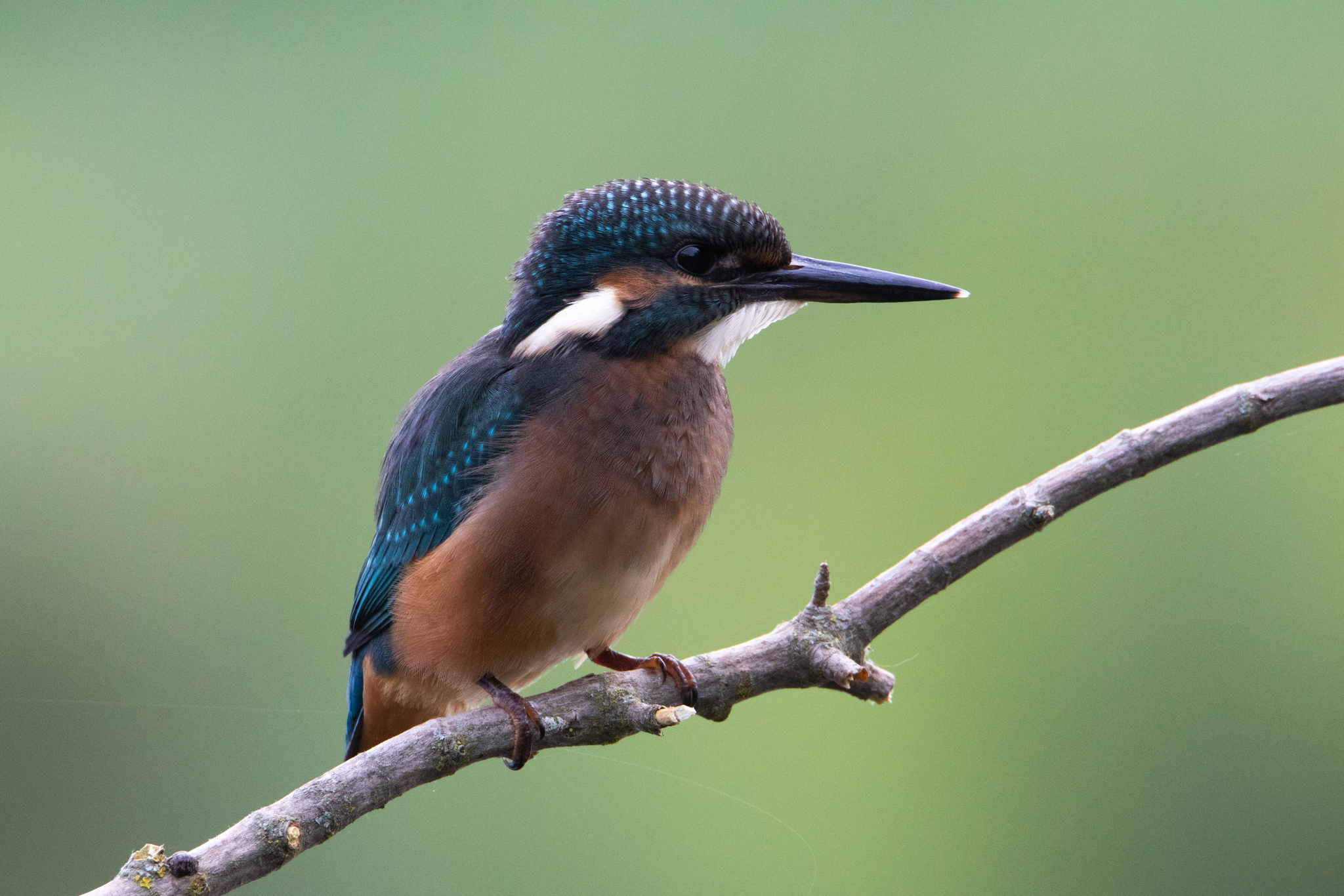 Kingfisher - My, Pritsy, Kingfisher, The photo, Nature