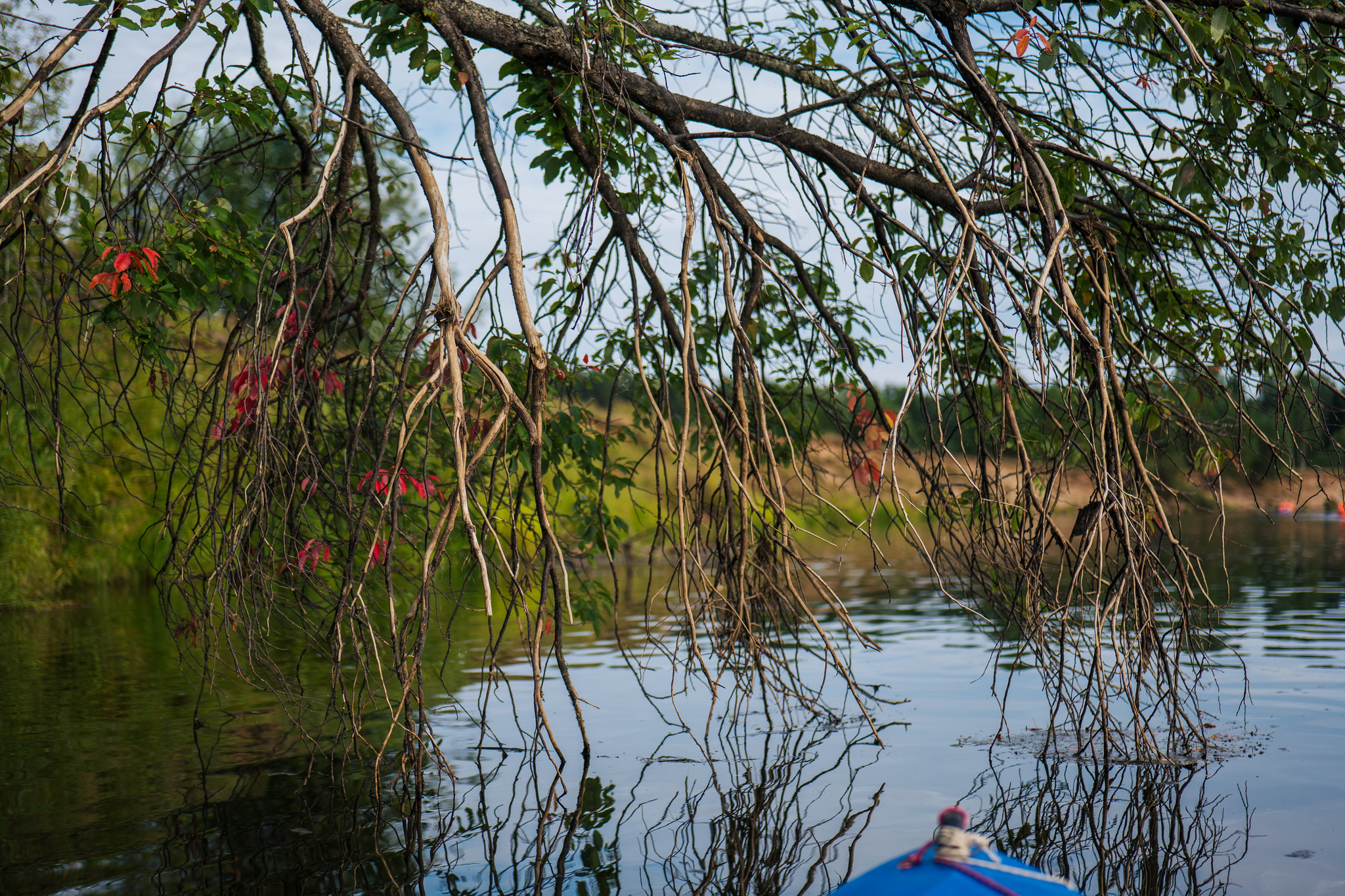 August rafting on the Letka - My, Alloy, Nature, The photo, Tourism, beauty, August, Kirov region, River, Landscape, Longpost