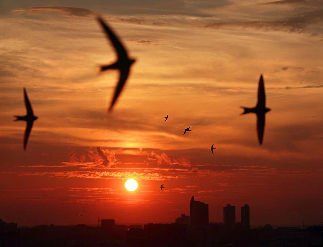 Black Swift: Broken Bird. You will be surprised how much madness and anomalies there are in their lives. - Black Swift, Birds, Animals, Wild animals, Yandex Zen, Yandex Zen (link), Longpost