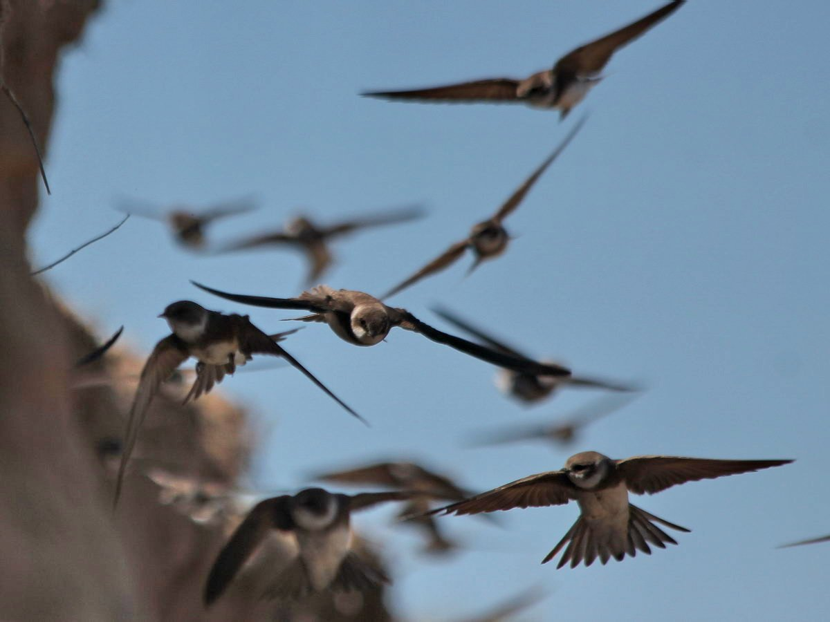 Black Swift: Broken Bird. You will be surprised how much madness and anomalies there are in their lives. - Black Swift, Birds, Animals, Wild animals, Yandex Zen, Yandex Zen (link), Longpost