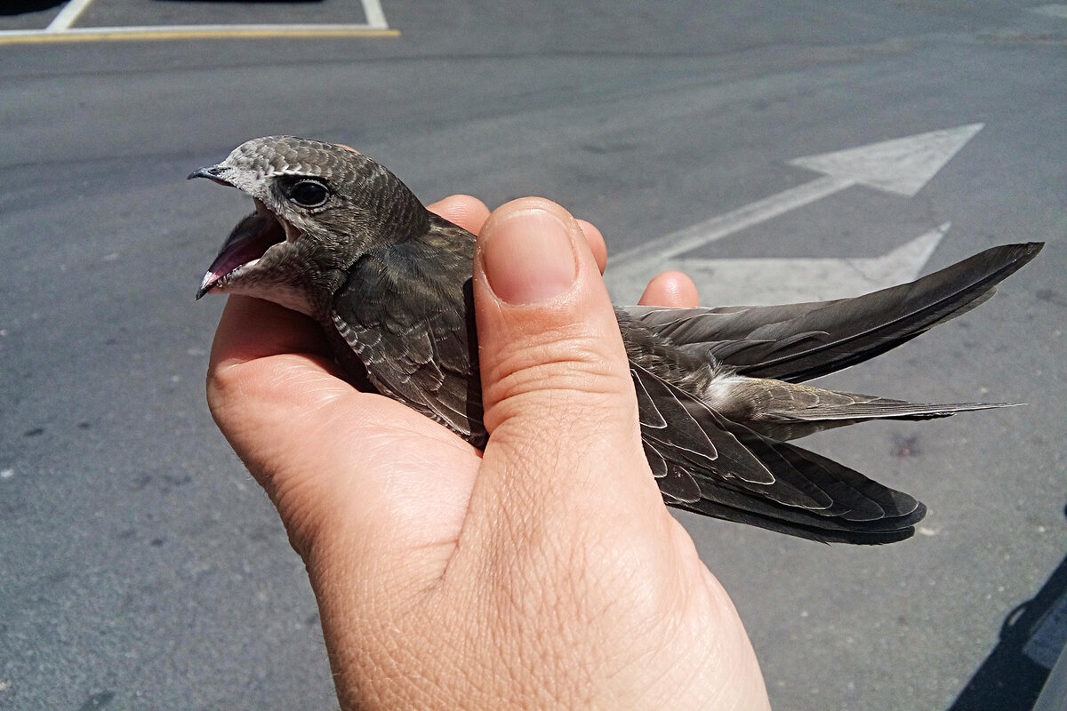 Black Swift: Broken Bird. You will be surprised how much madness and anomalies there are in their lives. - Black Swift, Birds, Animals, Wild animals, Yandex Zen, Yandex Zen (link), Longpost