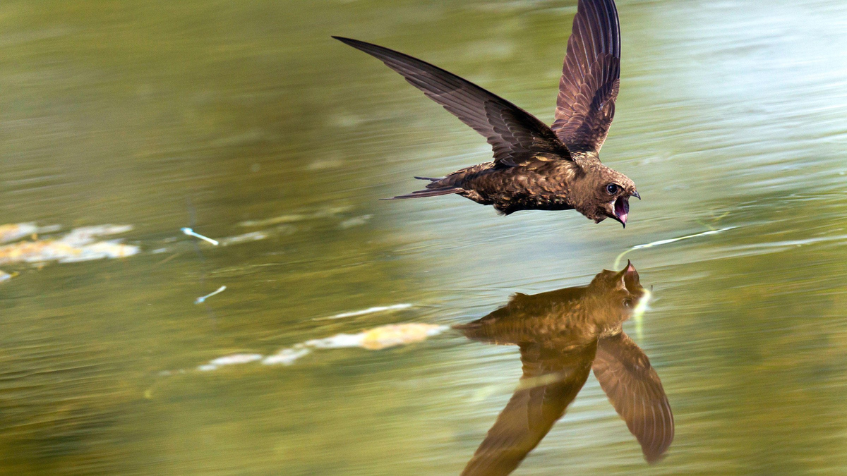 Black Swift: Broken Bird. You will be surprised how much madness and anomalies there are in their lives. - Black Swift, Birds, Animals, Wild animals, Yandex Zen, Yandex Zen (link), Longpost