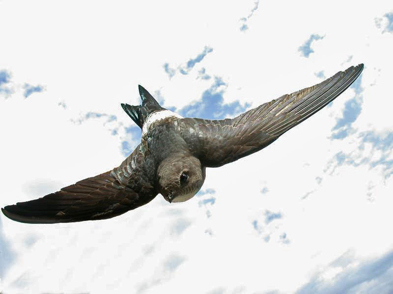 Black Swift: Broken Bird. You will be surprised how much madness and anomalies there are in their lives. - Black Swift, Birds, Animals, Wild animals, Yandex Zen, Yandex Zen (link), Longpost