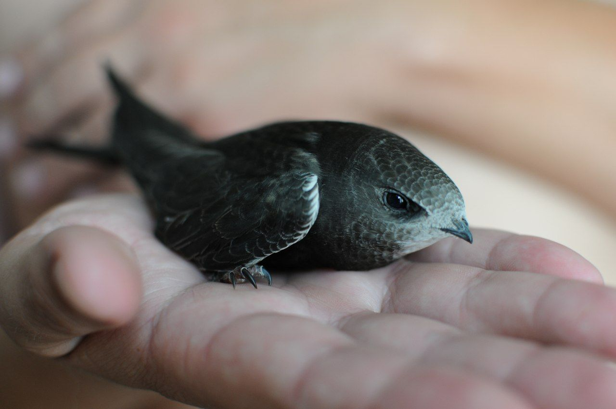 Black Swift: Broken Bird. You will be surprised how much madness and anomalies there are in their lives. - Black Swift, Birds, Animals, Wild animals, Yandex Zen, Yandex Zen (link), Longpost