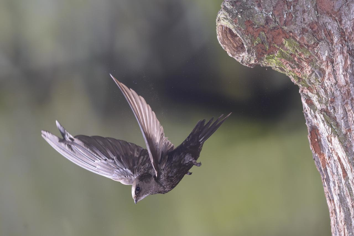 Black Swift: Broken Bird. You will be surprised how much madness and anomalies there are in their lives. - Black Swift, Birds, Animals, Wild animals, Yandex Zen, Yandex Zen (link), Longpost