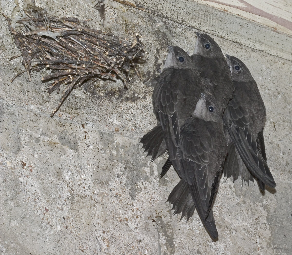 Black Swift: Broken Bird. You will be surprised how much madness and anomalies there are in their lives. - Black Swift, Birds, Animals, Wild animals, Yandex Zen, Yandex Zen (link), Longpost