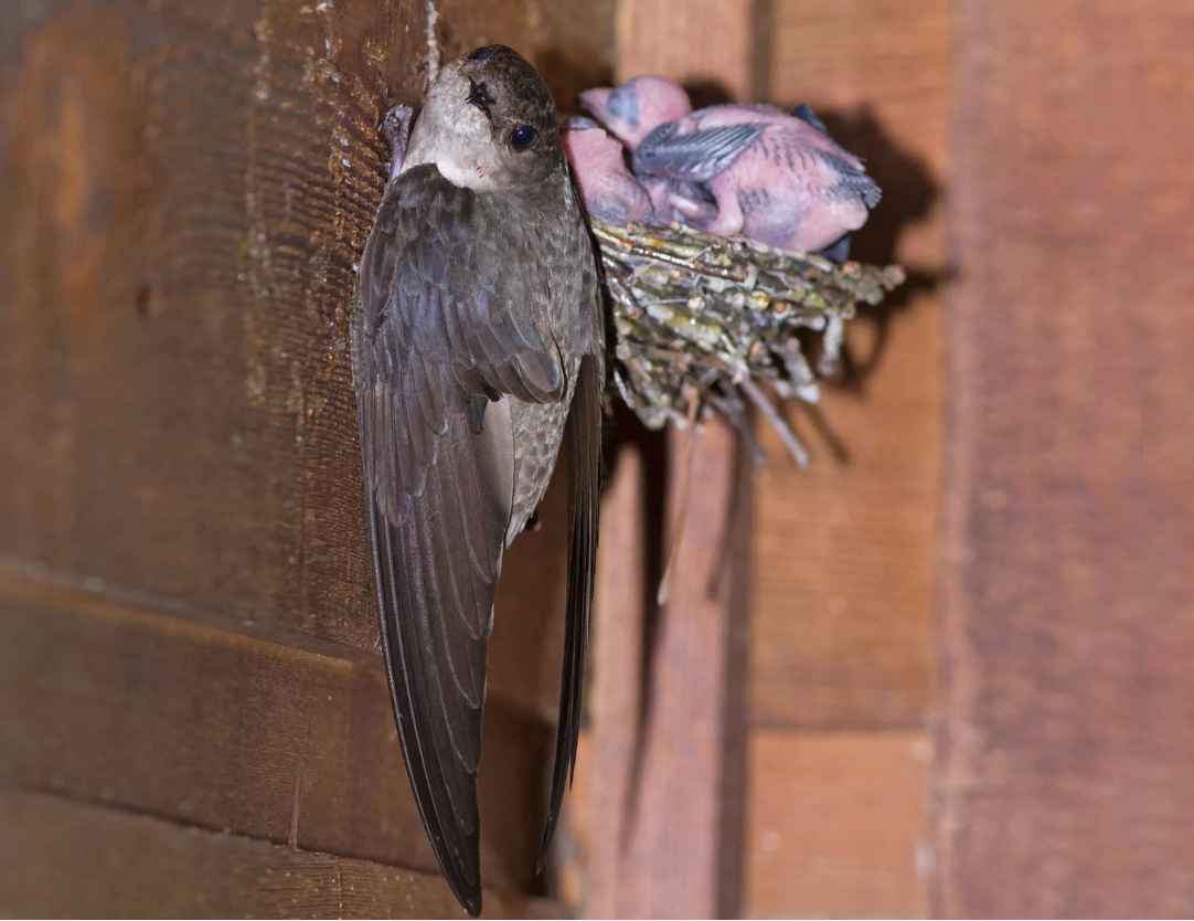 Black Swift: Broken Bird. You will be surprised how much madness and anomalies there are in their lives. - Black Swift, Birds, Animals, Wild animals, Yandex Zen, Yandex Zen (link), Longpost