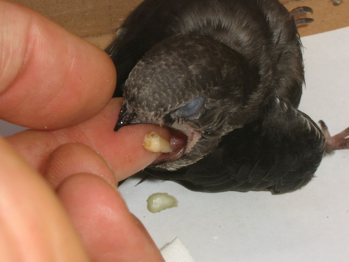 Black Swift: Broken Bird. You will be surprised how much madness and anomalies there are in their lives. - Black Swift, Birds, Animals, Wild animals, Yandex Zen, Yandex Zen (link), Longpost