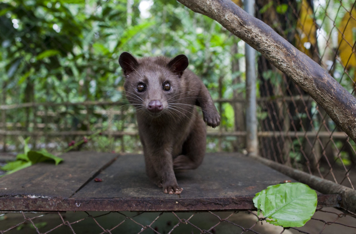 Musang: The world's most expensive coffee is made from his excrement. But this was the beginning of a big scandal - Musang, Animals, Wild animals, Yandex Zen, Yandex Zen (link), Longpost, Coffee, Expensive-Rich