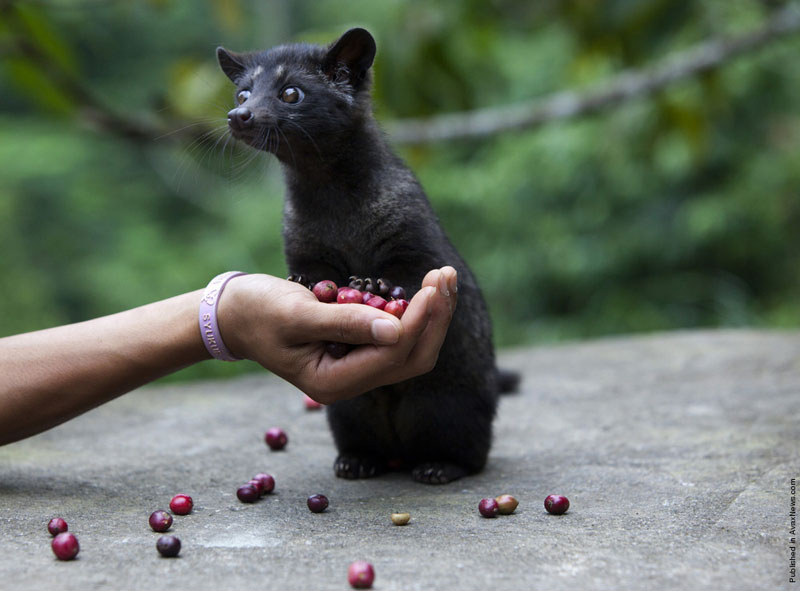 Musang: The world's most expensive coffee is made from his excrement. But this was the beginning of a big scandal - Musang, Animals, Wild animals, Yandex Zen, Yandex Zen (link), Longpost, Coffee, Expensive-Rich