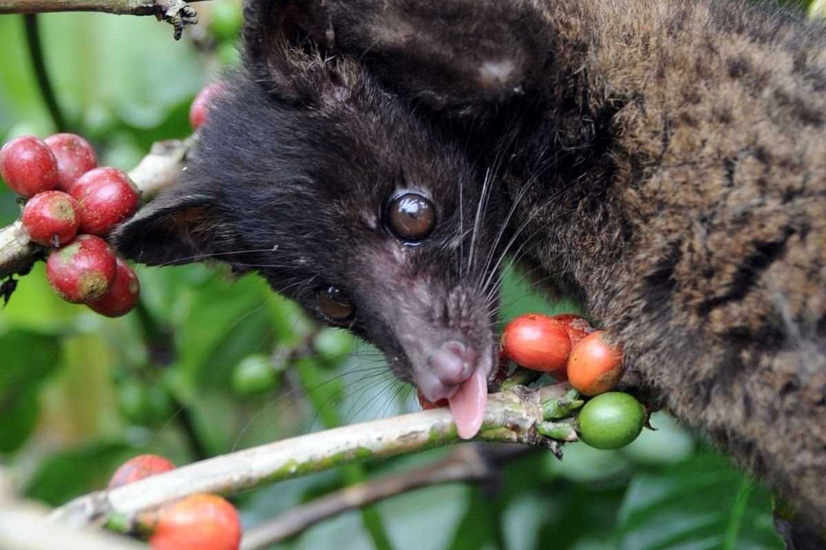 Musang: The world's most expensive coffee is made from his excrement. But this was the beginning of a big scandal - Musang, Animals, Wild animals, Yandex Zen, Yandex Zen (link), Longpost, Coffee, Expensive-Rich