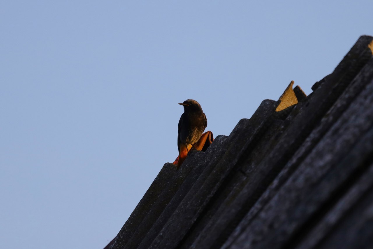 Insect detection system redtail-1 - My, Crossposting, Redstart, Birds, The photo