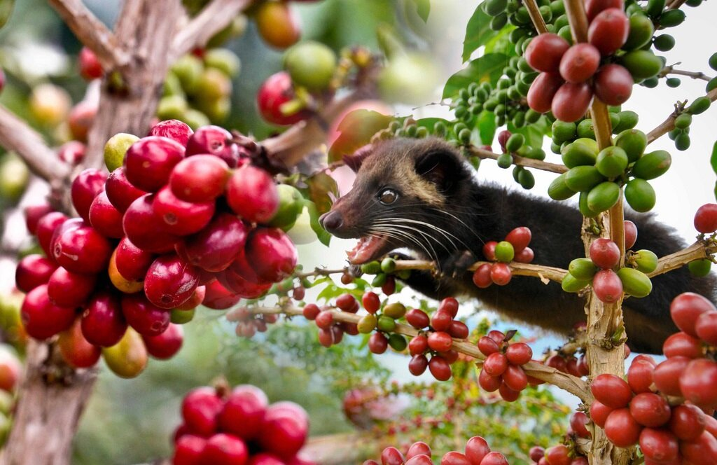 Musang: The world's most expensive coffee is made from his excrement. But this was the beginning of a big scandal - Musang, Animals, Wild animals, Yandex Zen, Yandex Zen (link), Longpost, Coffee, Expensive-Rich