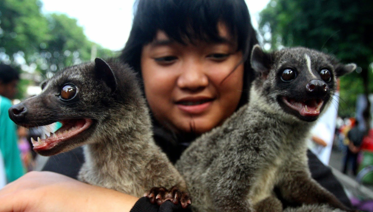 Musang: The world's most expensive coffee is made from his excrement. But this was the beginning of a big scandal - Musang, Animals, Wild animals, Yandex Zen, Yandex Zen (link), Longpost, Coffee, Expensive-Rich