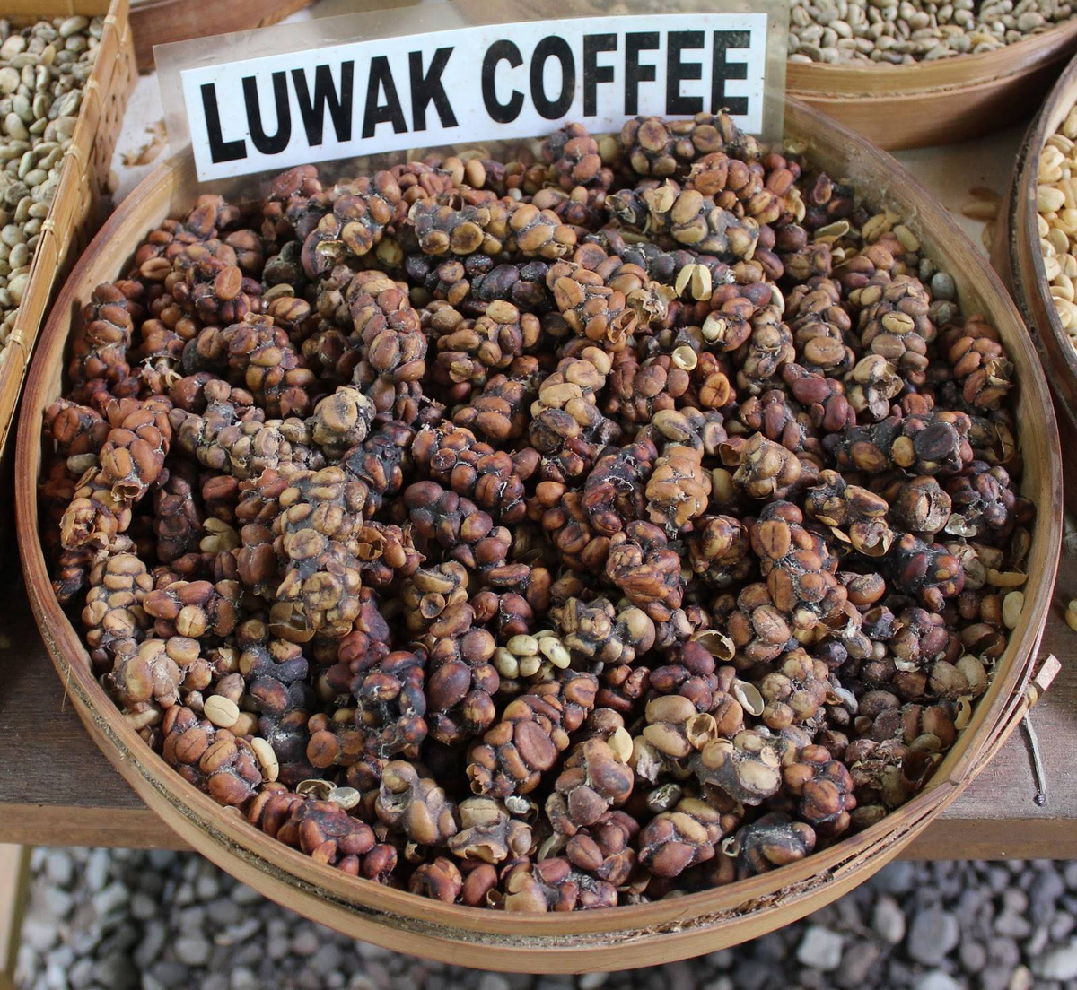 Musang: The world's most expensive coffee is made from his excrement. But this was the beginning of a big scandal - Musang, Animals, Wild animals, Yandex Zen, Yandex Zen (link), Longpost, Coffee, Expensive-Rich