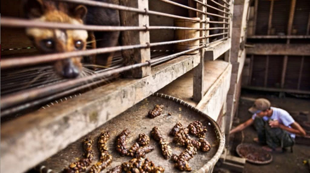 Musang: The world's most expensive coffee is made from his excrement. But this was the beginning of a big scandal - Musang, Animals, Wild animals, Yandex Zen, Yandex Zen (link), Longpost, Coffee, Expensive-Rich