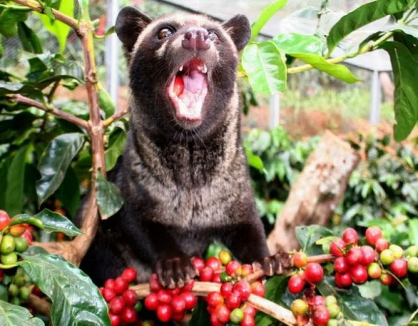 Musang: The world's most expensive coffee is made from his excrement. But this was the beginning of a big scandal - Musang, Animals, Wild animals, Yandex Zen, Yandex Zen (link), Longpost, Coffee, Expensive-Rich