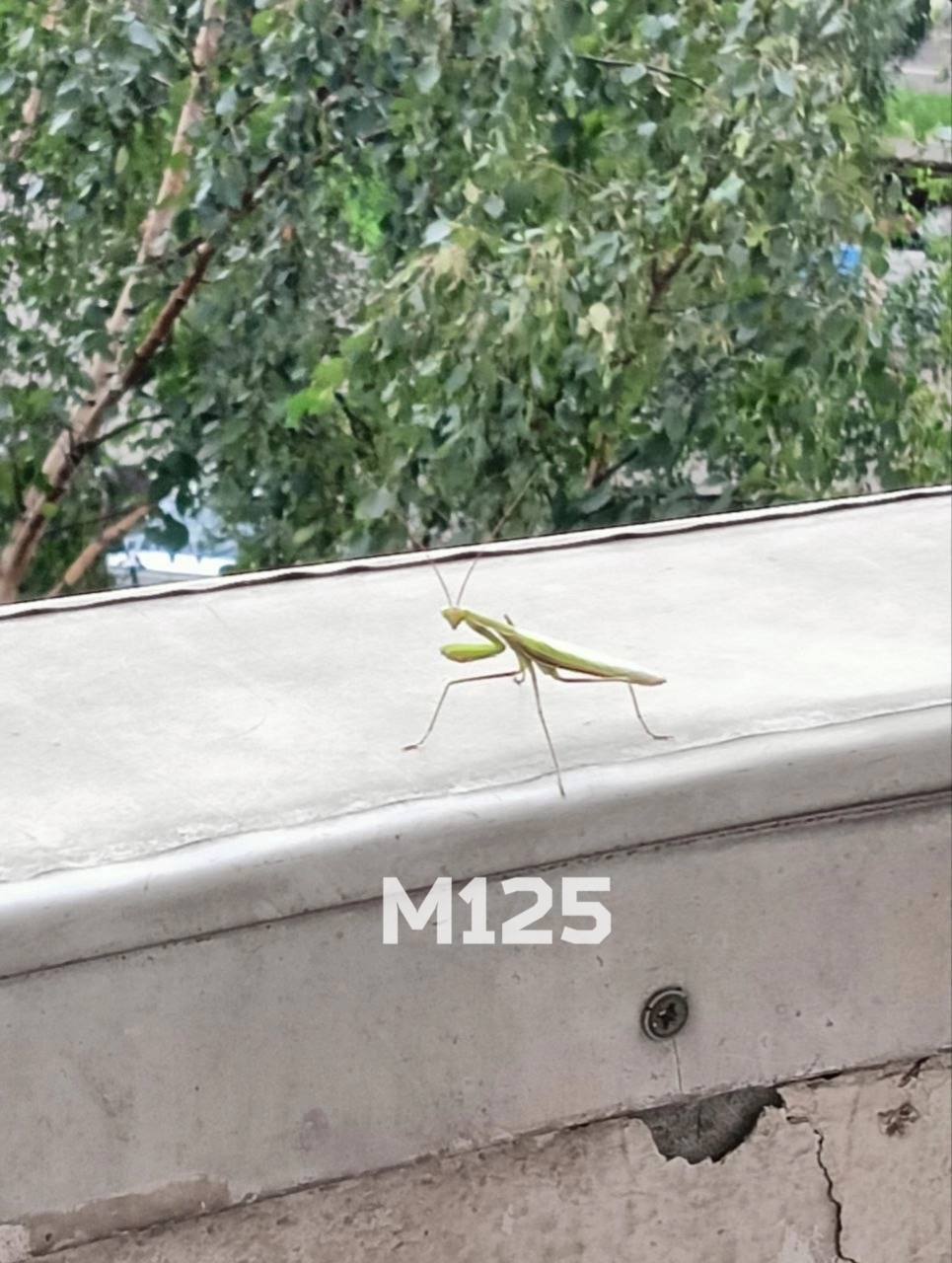 An unexpected meeting between a Muscovite and a praying mantis - My, Moscow, Moscow region, Fearfully, Danger, Mobile photography, The photo, Insects, Mantis, Amazing, The street, Shock