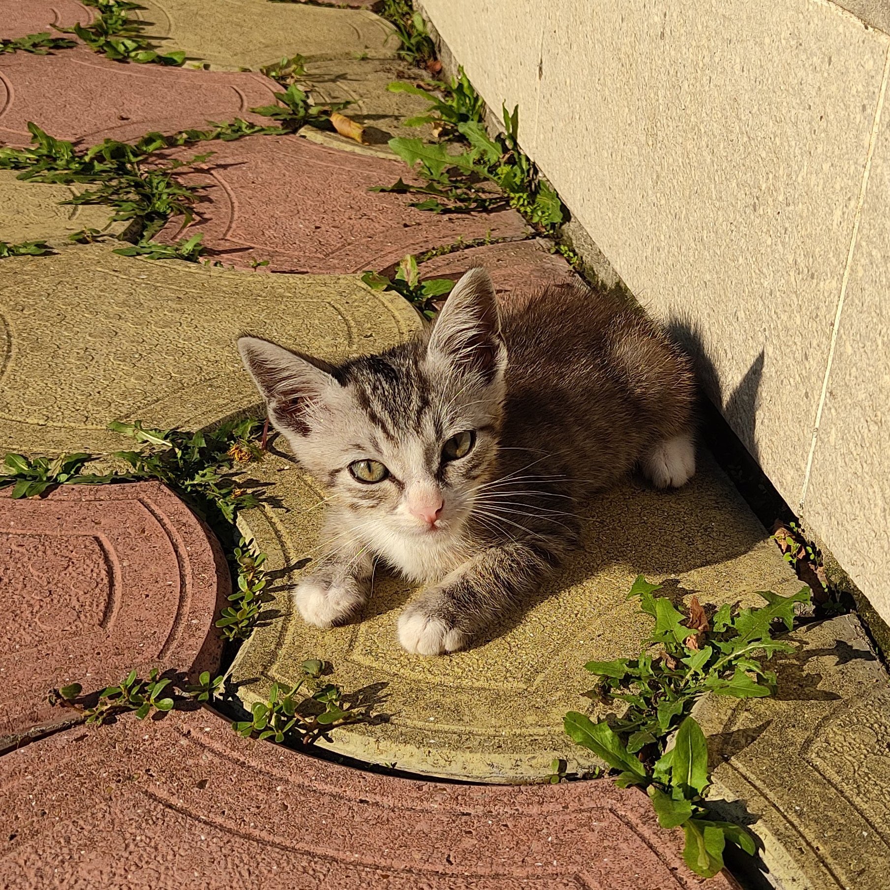 Suddenly, out of nowhere, a gray pussy appeared - My, cat, Swimming pool, Work, Longpost