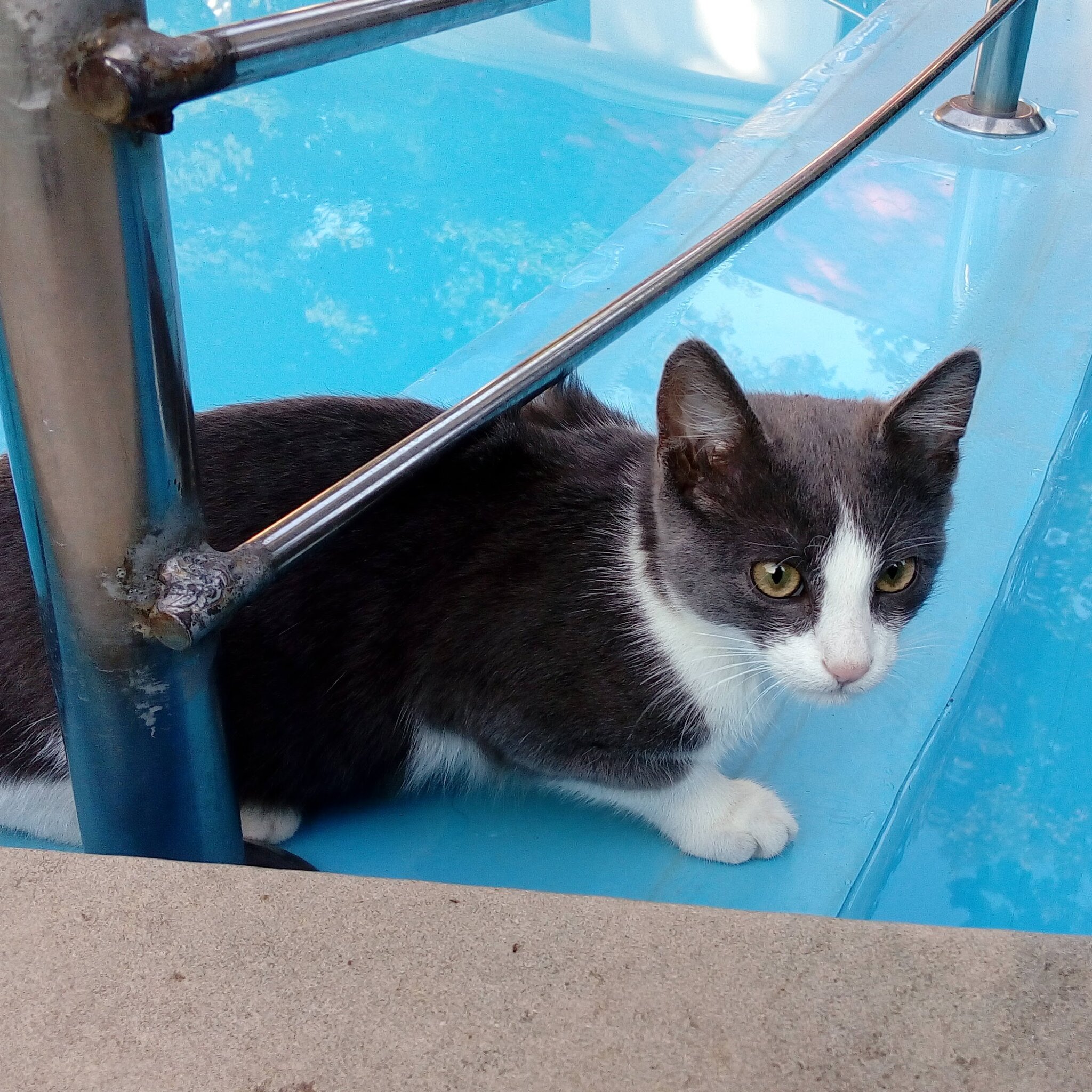 Suddenly, out of nowhere, a gray pussy appeared - My, cat, Swimming pool, Work, Longpost