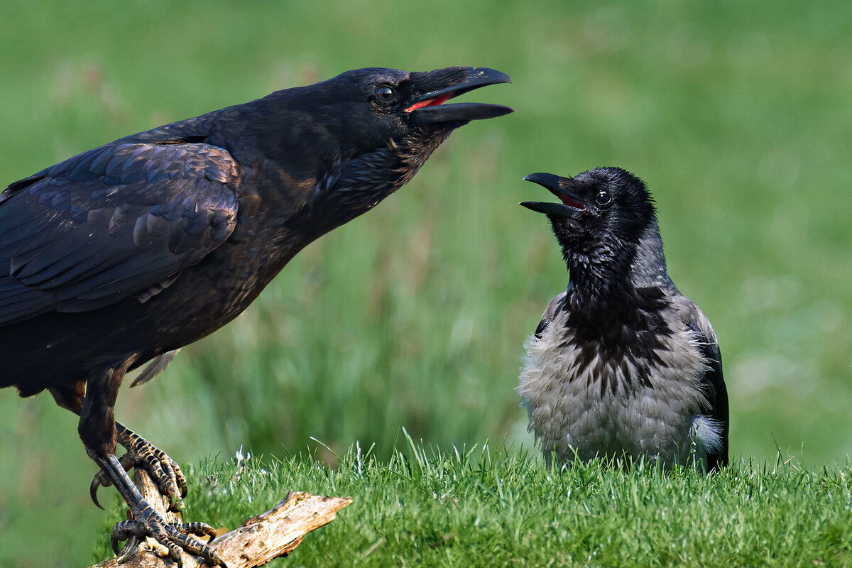 This is why many people confuse crow and raven. There is a “secret” species of bird that few people know about - Crow, Birds, Animals, Wild animals, Yandex Zen, Yandex Zen (link), Longpost