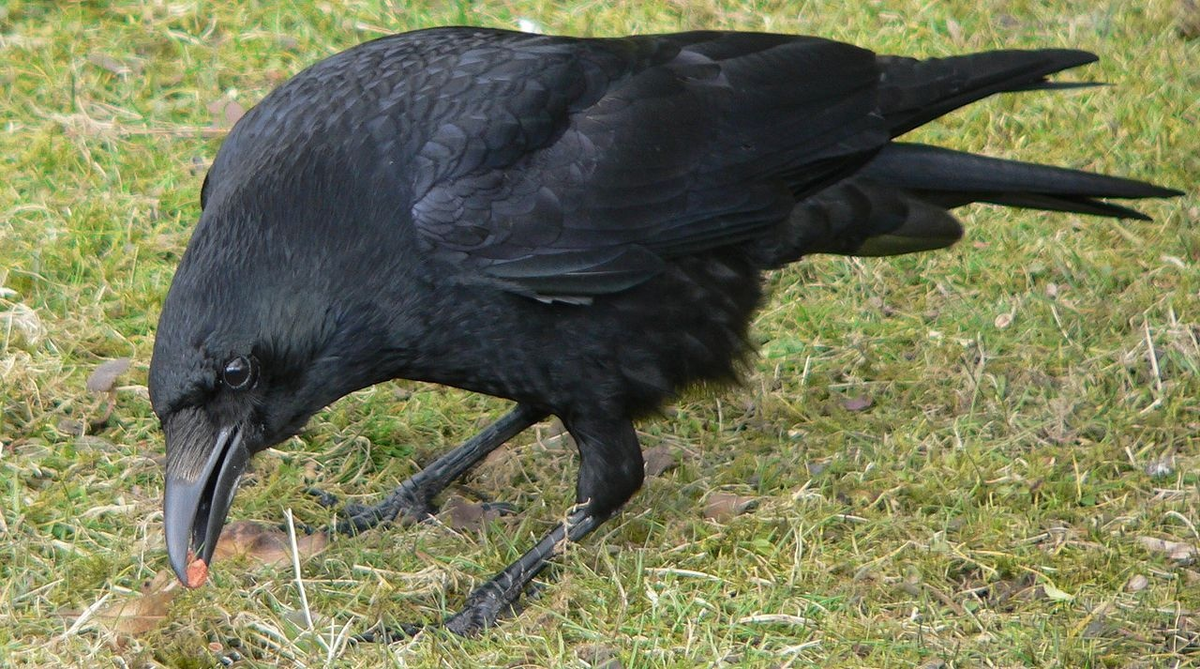 This is why many people confuse crow and raven. There is a “secret” species of bird that few people know about - Crow, Birds, Animals, Wild animals, Yandex Zen, Yandex Zen (link), Longpost