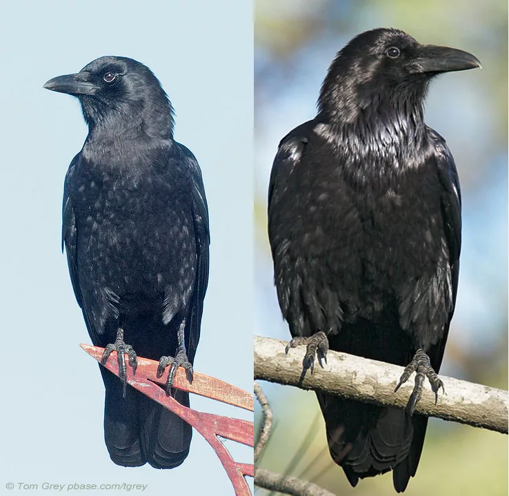 This is why many people confuse crow and raven. There is a “secret” species of bird that few people know about - Crow, Birds, Animals, Wild animals, Yandex Zen, Yandex Zen (link), Longpost