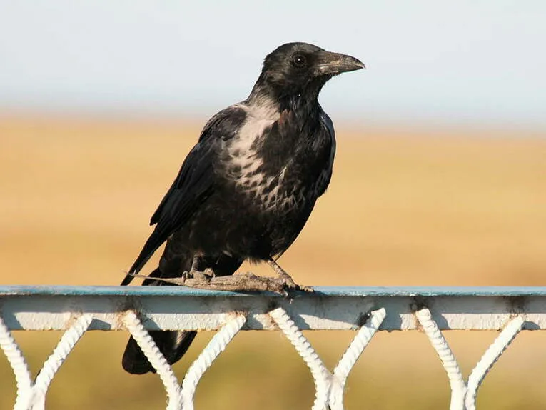 This is why many people confuse crow and raven. There is a “secret” species of bird that few people know about - Crow, Birds, Animals, Wild animals, Yandex Zen, Yandex Zen (link), Longpost